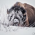 Grazing in the Lamar Valley