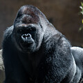 Santa Barbara Zoo gorilla
